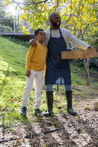African American father and son harvesting lemons in garden, wearing denim apron and holding basket
