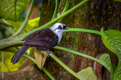 The Sumatran laughingthrush. Garrulax bicolor. The black-and-white laughingthrush. High quality photo