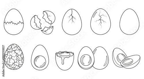Collection of Line Drawings Illustrating Various Stages of Egg Development and Preparation