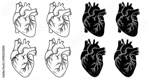 Anatomy of the Human Heart Detailed Illustrations of Blood Vessels and Chambers for Medical and Educational Use