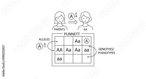 Genetics Punnett Square Diagram Illustration.