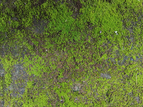 Obraz na płótnie Moss covered stone wall texture background 1.