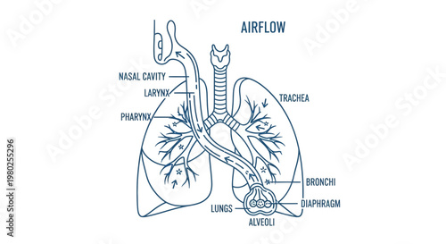 Detailed human lung anatomy diagram.