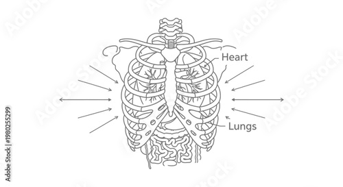 Detailed illustration of human heart lungs.