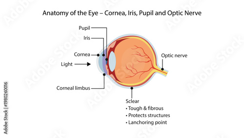 Anatomy of the Eye – Cornea, Iris, Pupil and Optic Nerve
Cross-sectional diagram of the eye showing cornea, iris, pupil, sclera, and optic nerve with light entry.