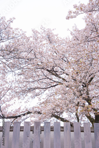 Cherry blossoms ソメイヨシノ