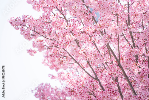 Cherry Blossoms 満開の陽光桜