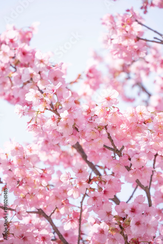 Cherry Blossoms 満開の陽光桜