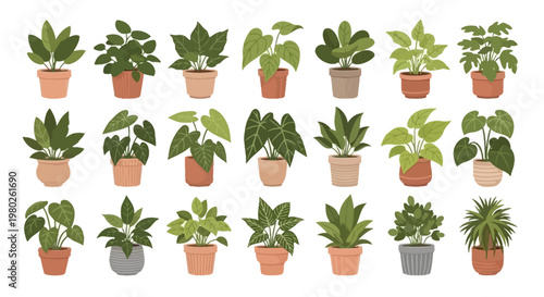A collection of various potted houseplants displayed against a clean isolated white background