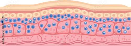 Skin Anatomy Layers Cross Section Medical Illustration Vector Design