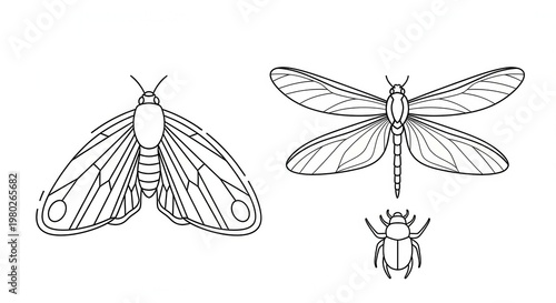 Line Art Illustration of a Moth, Dragonfly, and Beetle - Vintage Insect Collection