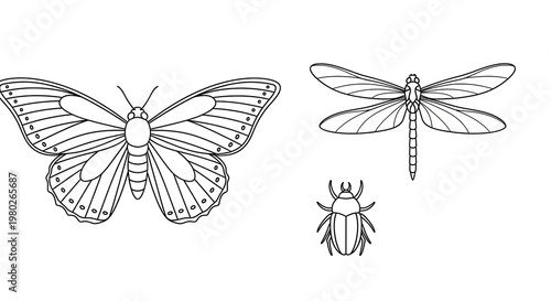 Line Art Illustration of Butterfly, Dragonfly, and Beetle Insects on White Background