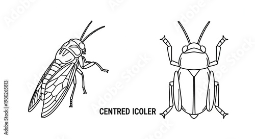 Line Art Insect Illustrations: Centred Icoler Side and Top View