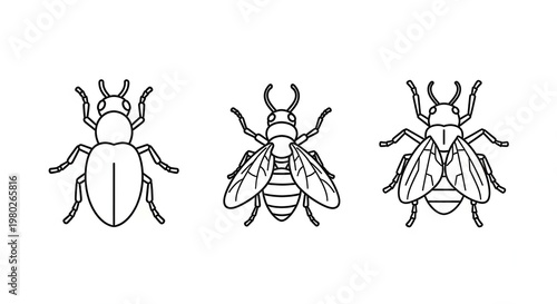 Line Art Insects: Beetle, Bee, Fly - Set of Three Vector Illustrations