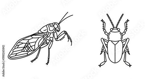 Line Art Insects: Fly and Beetle Illustration