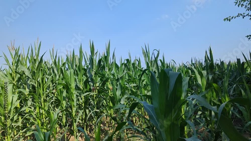 Vast Green Cornfield Under Bright Blue Sky 4k video