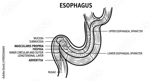 Detailed anatomy of human esophagus.