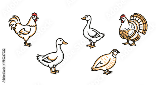 Group of domestic farm poultry animals.