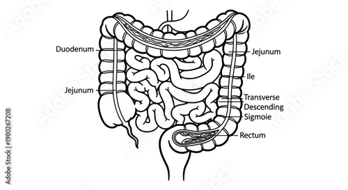 Human Large Intestine Anatomy Diagram.