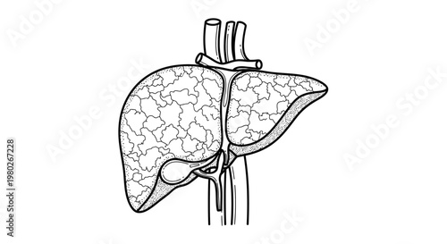 Human Liver Organ Anatomy Illustration.