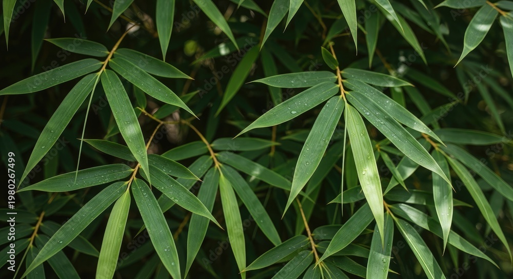 Fototapeta premium Close-up of Lush Green Bamboo Leaves.