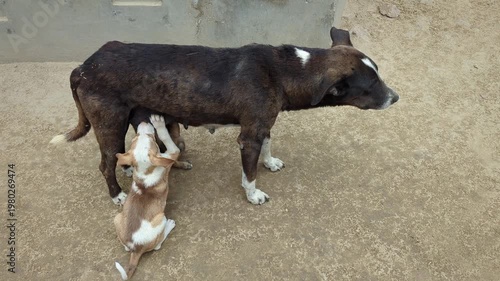 Sweet mother dog nurses her hungry puppy animals video 4k