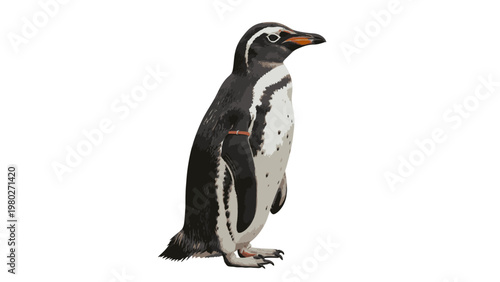 A Humboldt penguin standing on a plain white background, viewed from the side with a slight turn of its head to the right.