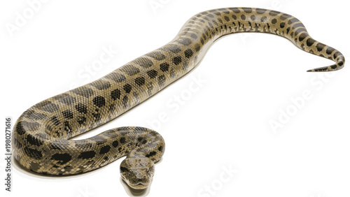 Close-up shot of a spotted snake coiled and facing forward on a white background with a neutral mood.