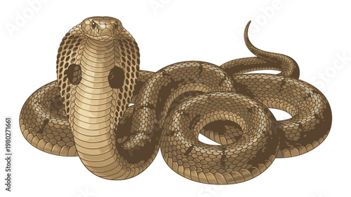 A coiled cobra snake with its hood raised, showcasing detailed scales and texture against a plain white background.