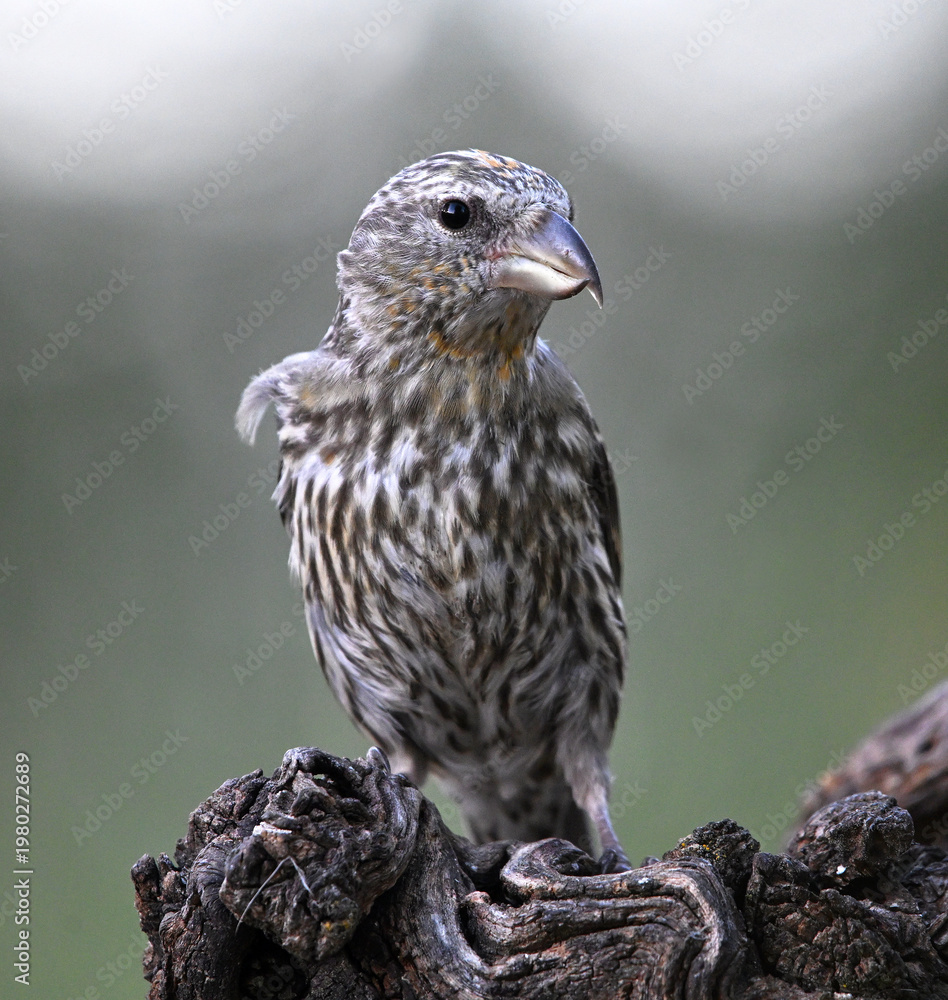Obraz premium a brightly colores crossbill perched on a rock