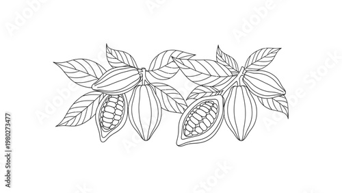 Line drawing of cacao pods with leaves on a white background, showcasing detailed illustrations of tropical plants.