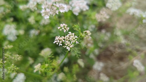Close up of fresh cilantro flowers in vibrant garden