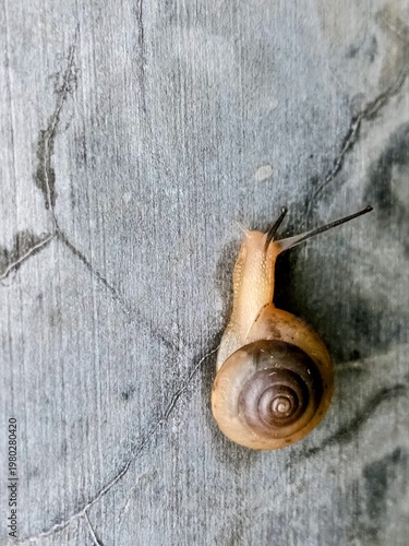 snail on the wall