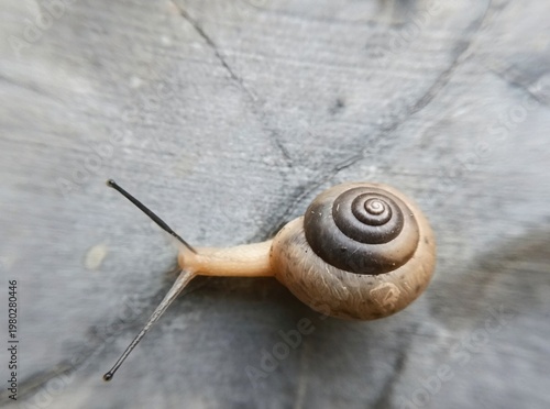 snail on a wall