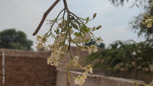 Moringa Blossoms on Branch Tree 4k video