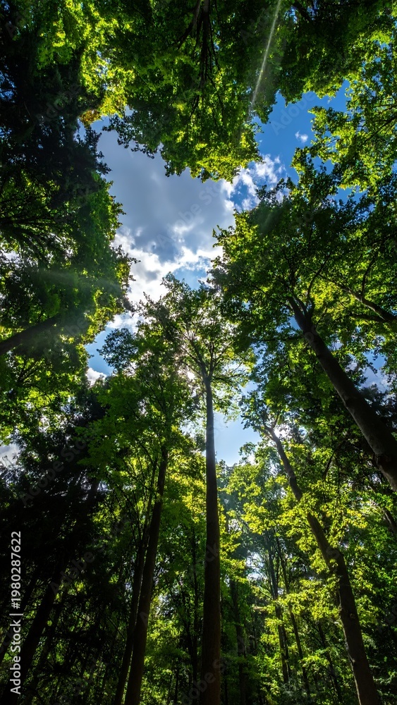 Fototapeta premium Looking up at the vibrant green canopy of tall trees with sunlight filtering through the leaves and a bright blue sky above.