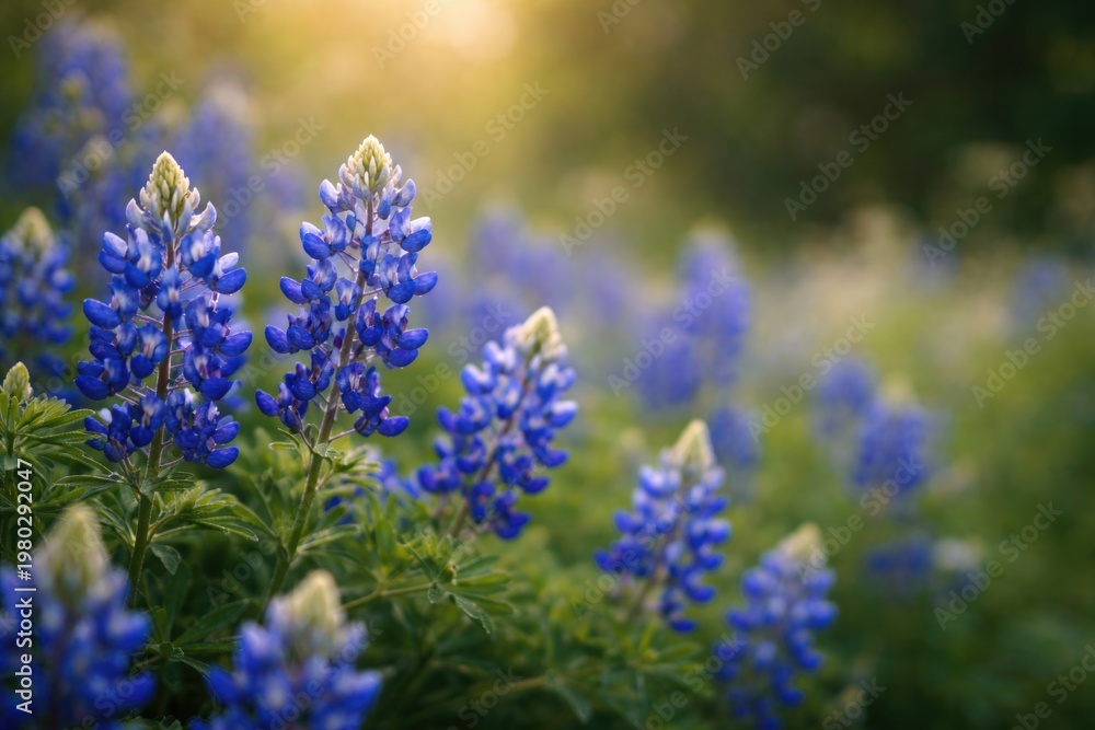 Obraz premium Vibrant bluebonnet flowers blooming with blurred natural background and copy space
