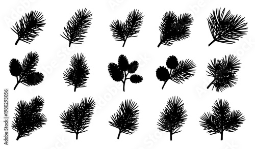 Pine branch silhouette set with pine cones and needles in black botanical vector illustration