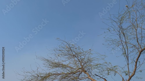Clear Blue Sky with Bare Tree Branches video