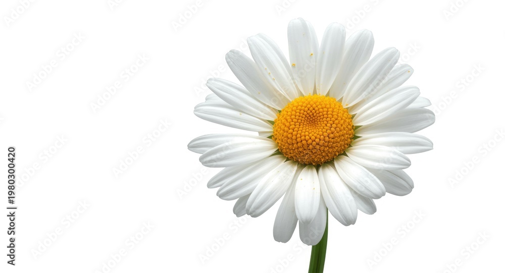 Fototapeta premium Watercolor depiction of chamomile blossom with white negative space for scrapbooking and print projects