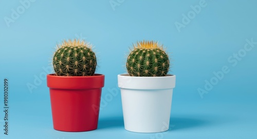 Two cactus plants in contrasting red and white pots on a vibrant blue background symbolizing male wellness and vitality