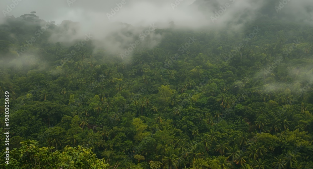Obraz premium Lush tropical forest with dense foliage absorbing carbon dioxide in a misty mountain environment