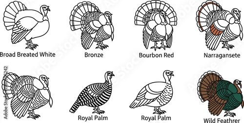 Turkey Breeds Line Art Collection: Broad Breasted White, Bronze, Bourbon Red, Royal Palm, and More