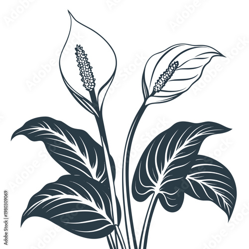 peace lily silhouette on white background