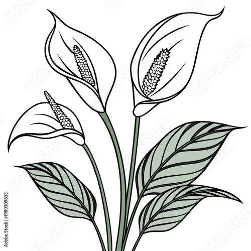 peace lily line with leaves