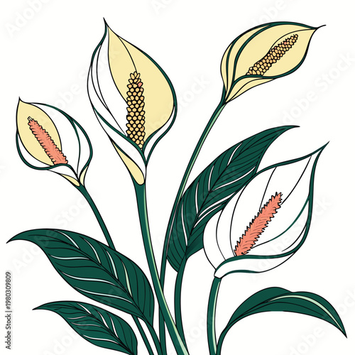 peace lily colorful on white background