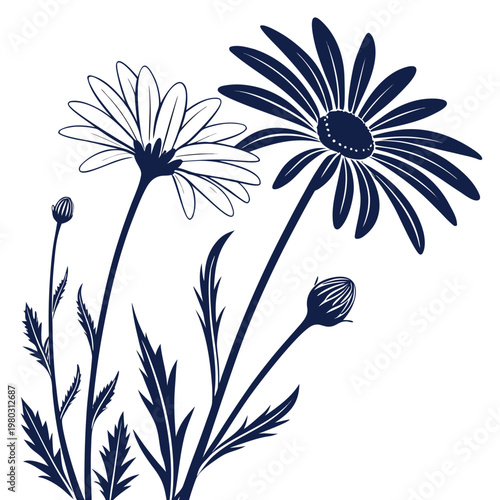 oxeye daisy silhouette on white background