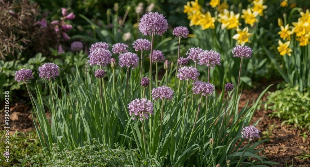Obraz premium Purple allium flower bulbs thriving and blooming in garden border