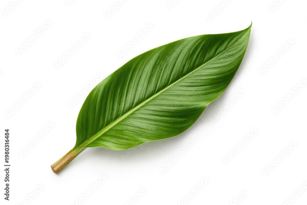 Obraz premium Galanga Leaf Isolated on White Background with Natural Texture