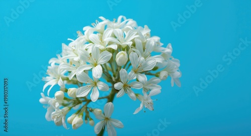 Vibrant blue background amplifying the beauty of soft white floral clusters
